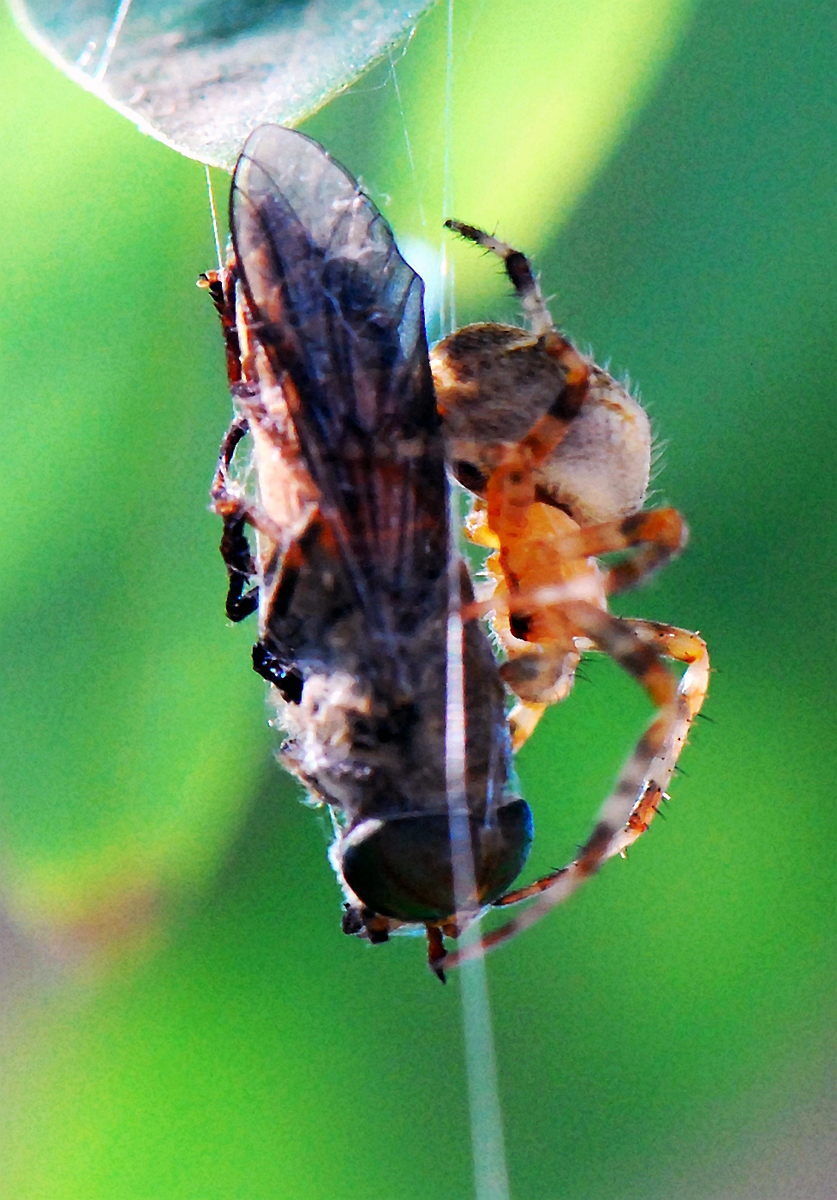 Gaál Zoltán Péter