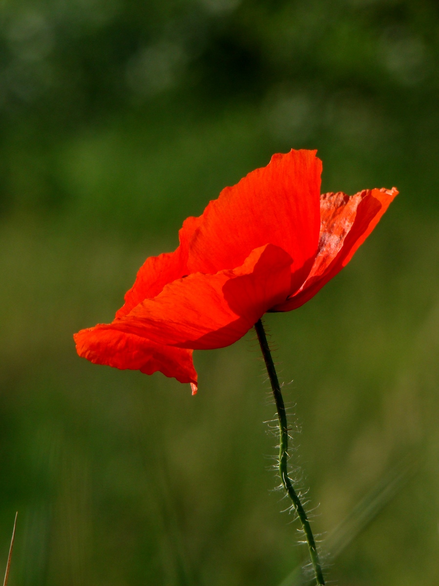 Laczkó-Magyar György
