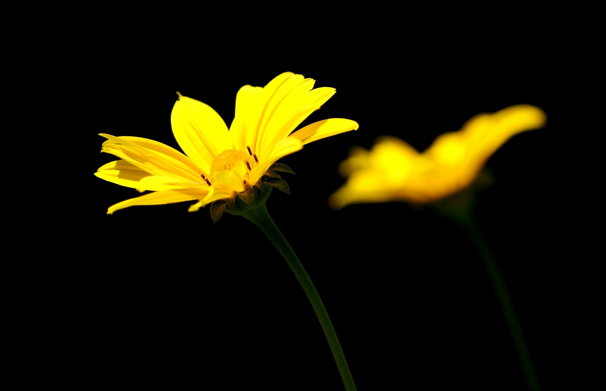 Laczkó-Magyar György