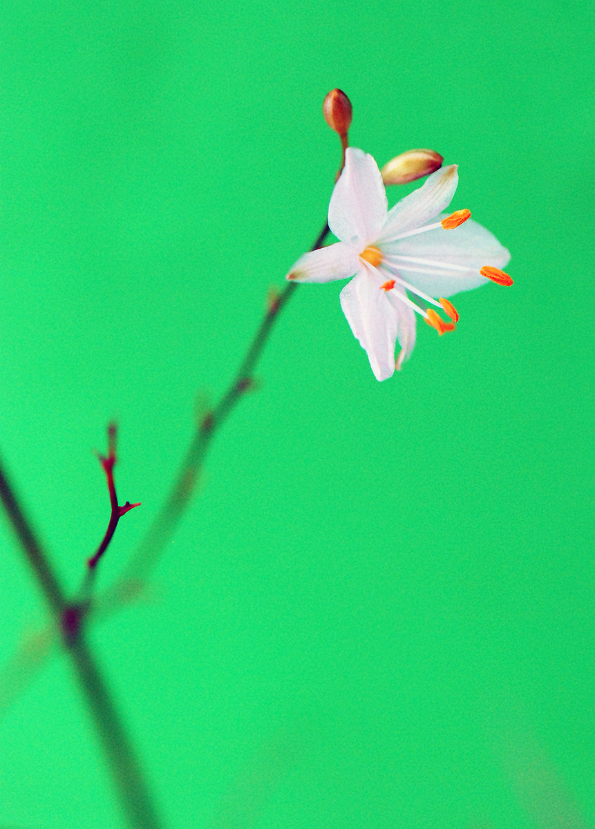 Gaál Zoltán Péter