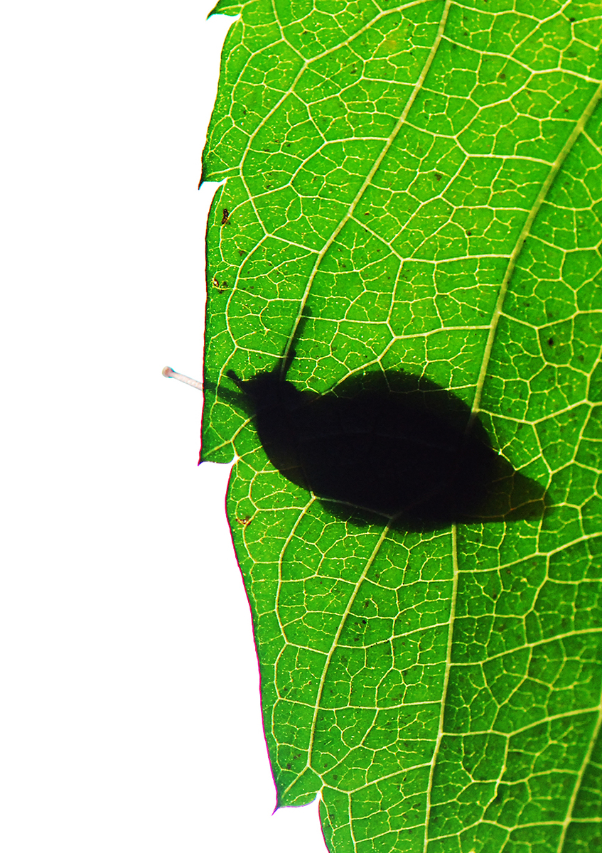 Gaál Zoltán Péter