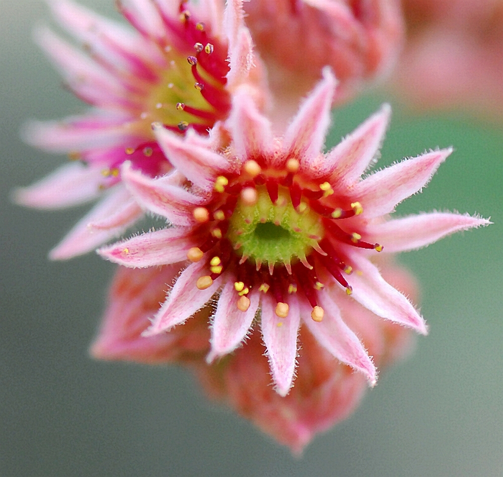 Gaál Zoltán Péter