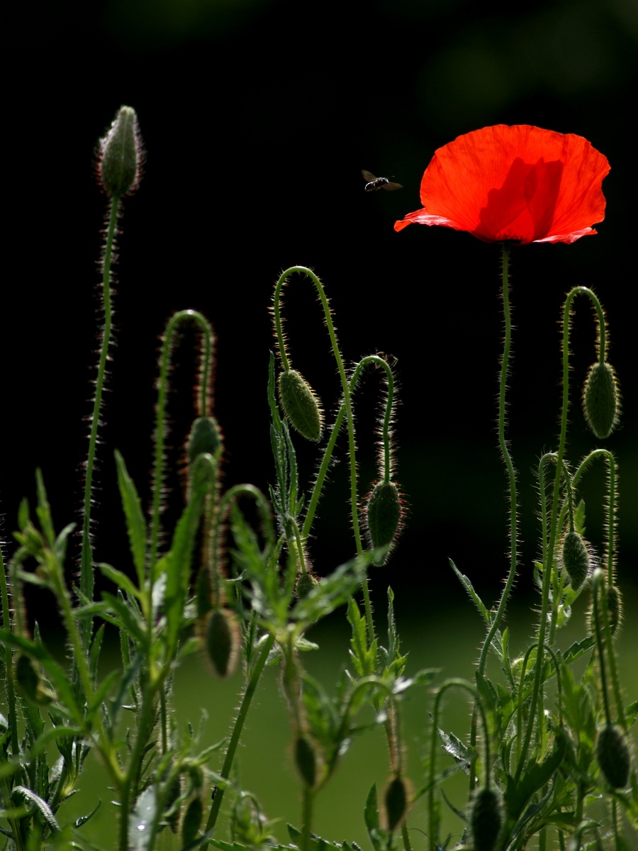 Laczkó-Magyar György
