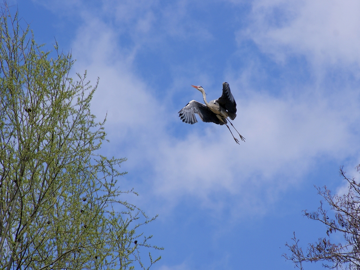 Laczkó-Magyar György
