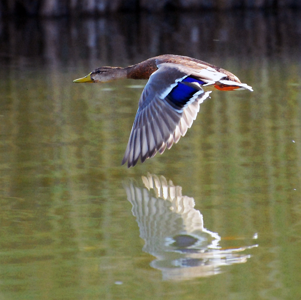 Gaál Zoltán Péter