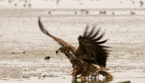 Reggeli ülőfürdő