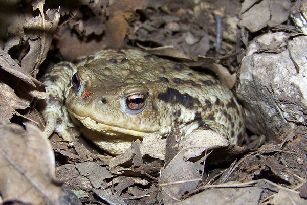 Valami van az orromon