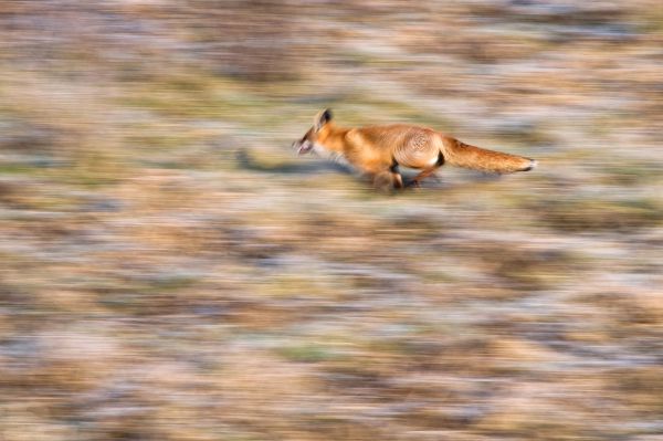 Sovány róka vágta