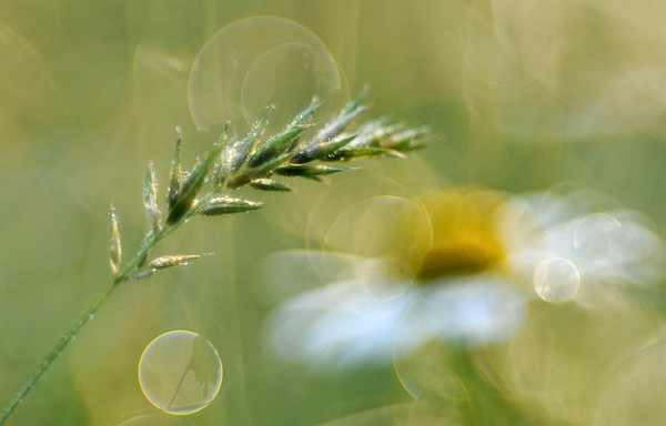 Margaréta és a kalász