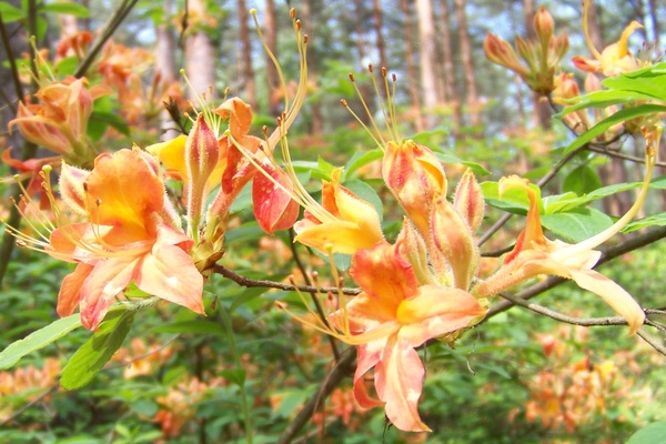 Rododendron
