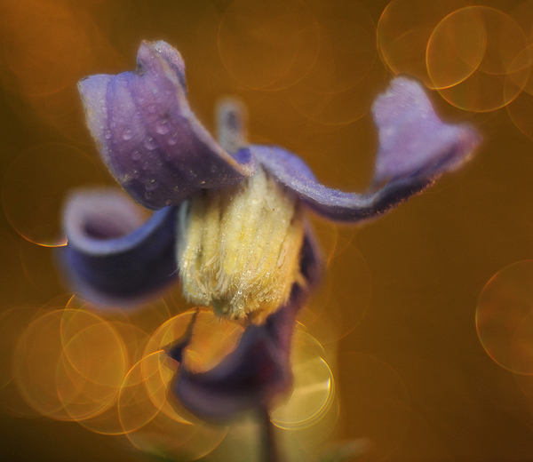 A petrezselyem árus