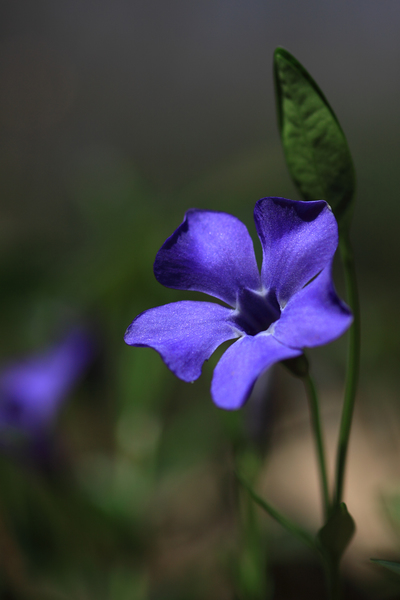 Kis meténg (Vinca Minor)