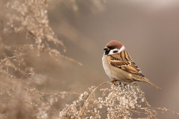 mezei veréb magas aranyve