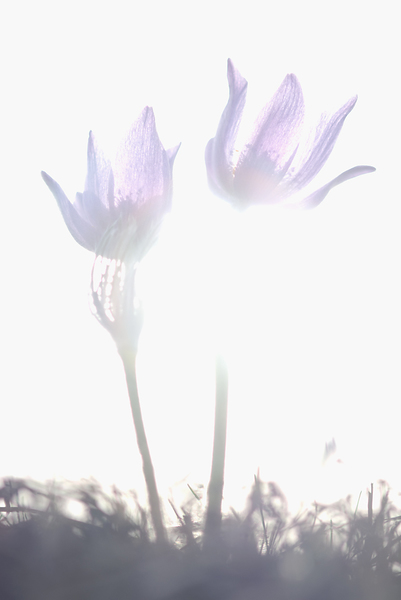 Kökörcsinek másképp