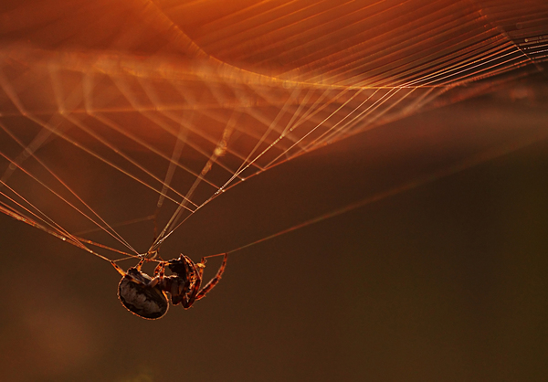 Légtornász reggelije