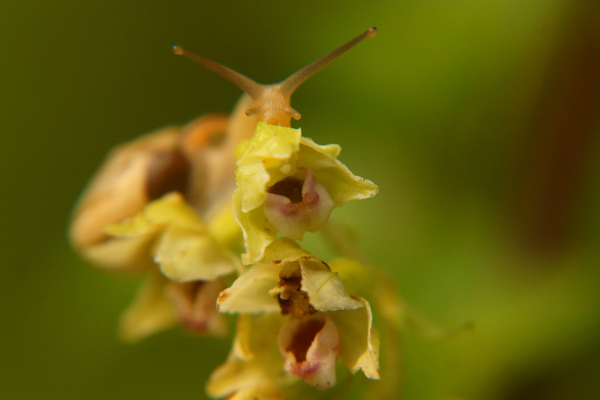 Kalmár Lajos Gábor