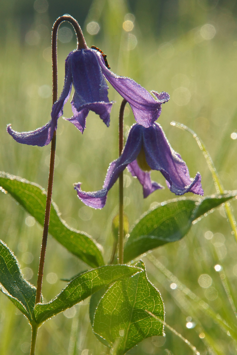 Kalmár Lajos Gábor