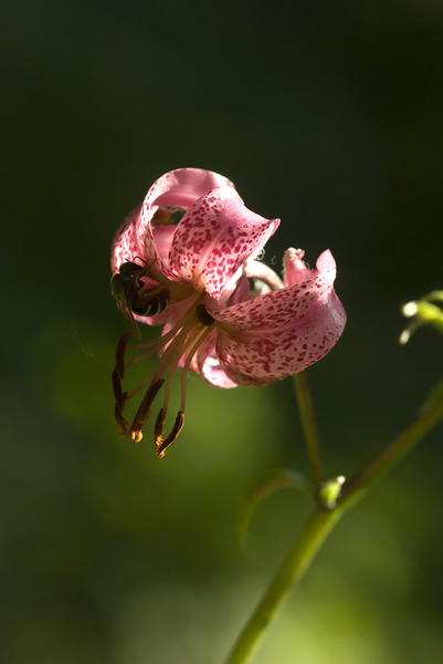 Turbán liliom