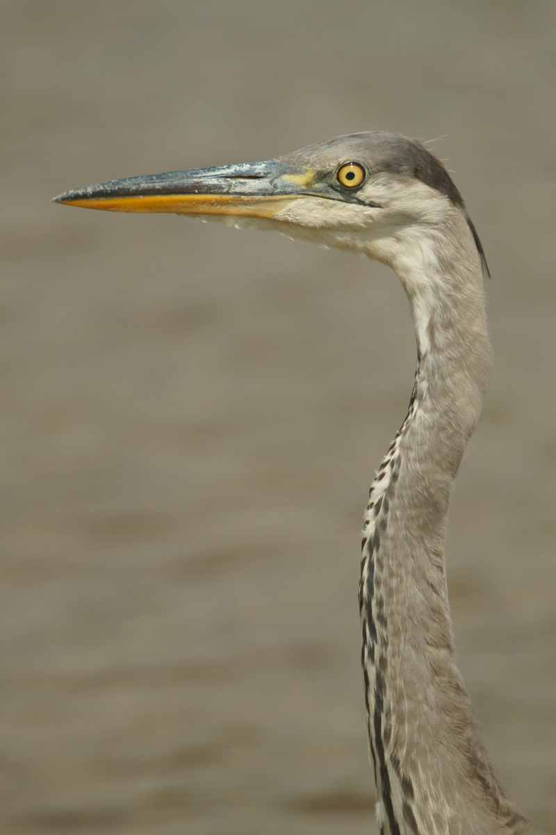 Kalmár Lajos Gábor