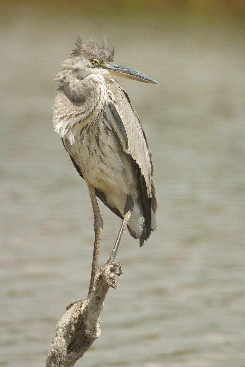 Kalmár Lajos Gábor