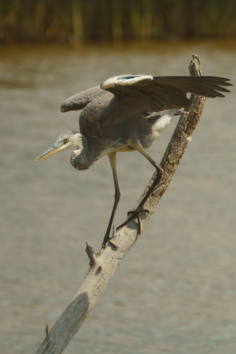 Kalmár Lajos Gábor