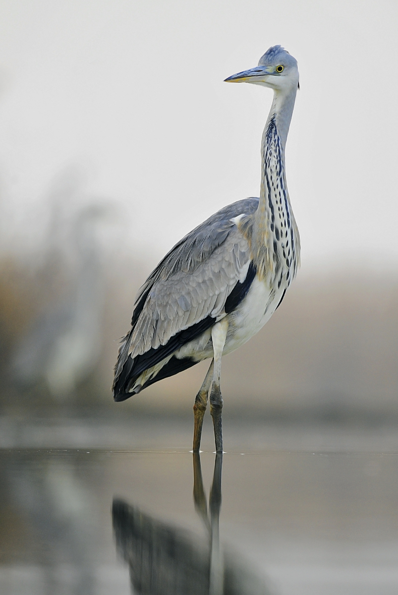Gaál Zoltán Péter