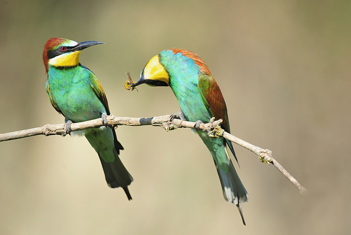 Gaál Zoltán Péter