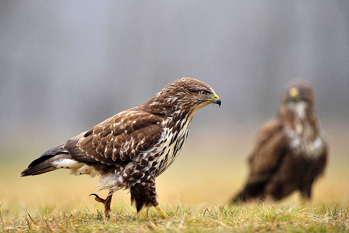 Gaál Zoltán Péter