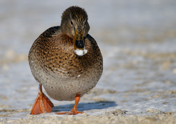 Bandukoló tőkés réce