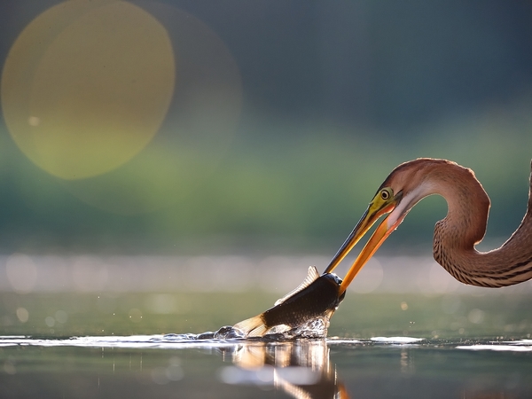 Vörös gém vacsorája