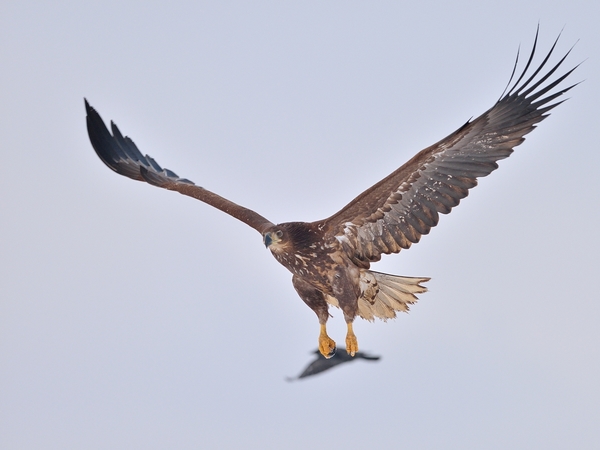 Virtuális zsákmány