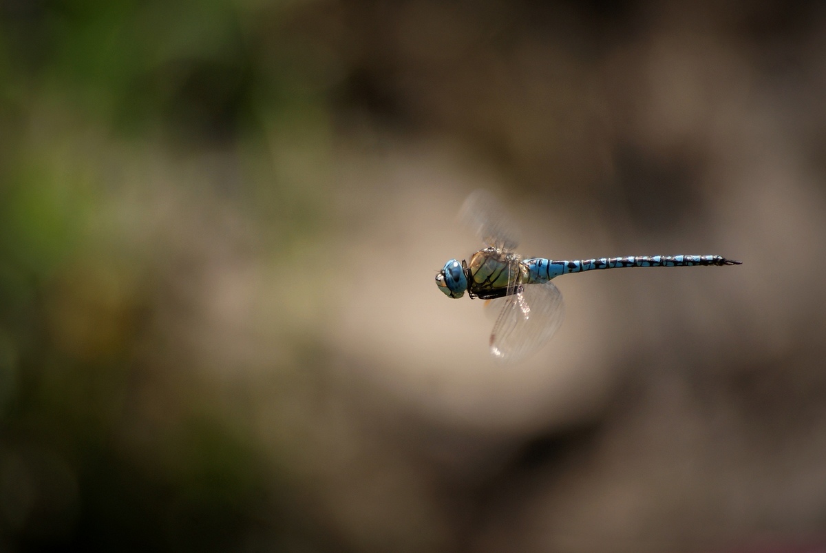 Laczkó-Magyar György