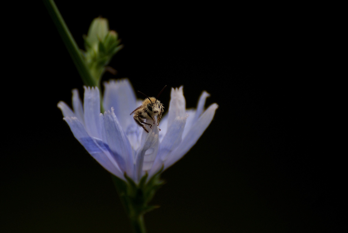 Laczkó-Magyar György