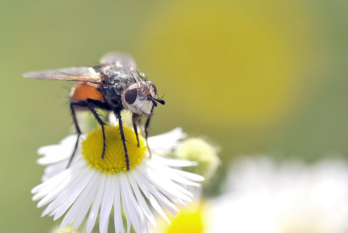 Gaál Zoltán Péter