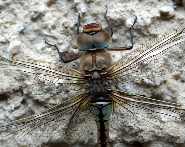 kék a szeme....(majdnem)