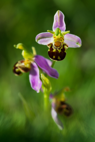 Méhbangó (Ophrys apifera)