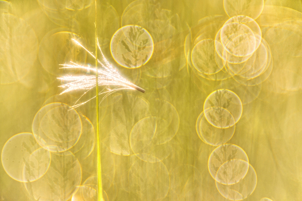 Törékeny  egyensúly