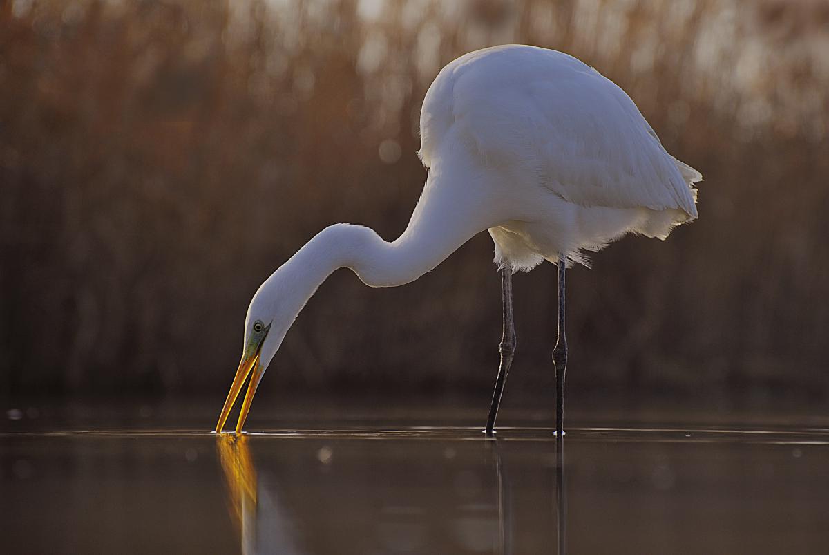 Gaál Zoltán Péter