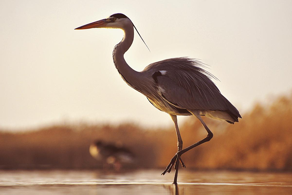 Gaál Zoltán Péter
