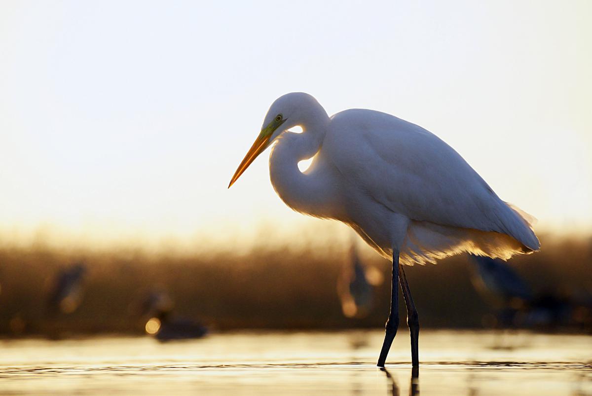 Gaál Zoltán Péter