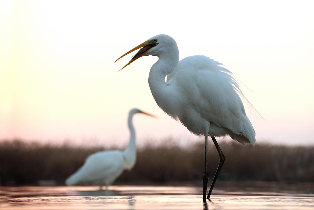 Gaál Zoltán Péter