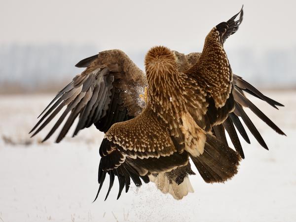 Parlagi-Réti párbaj