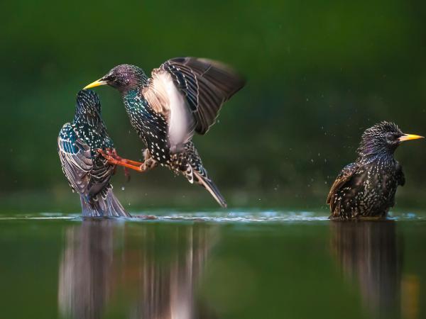 Nem leszek szemtanú