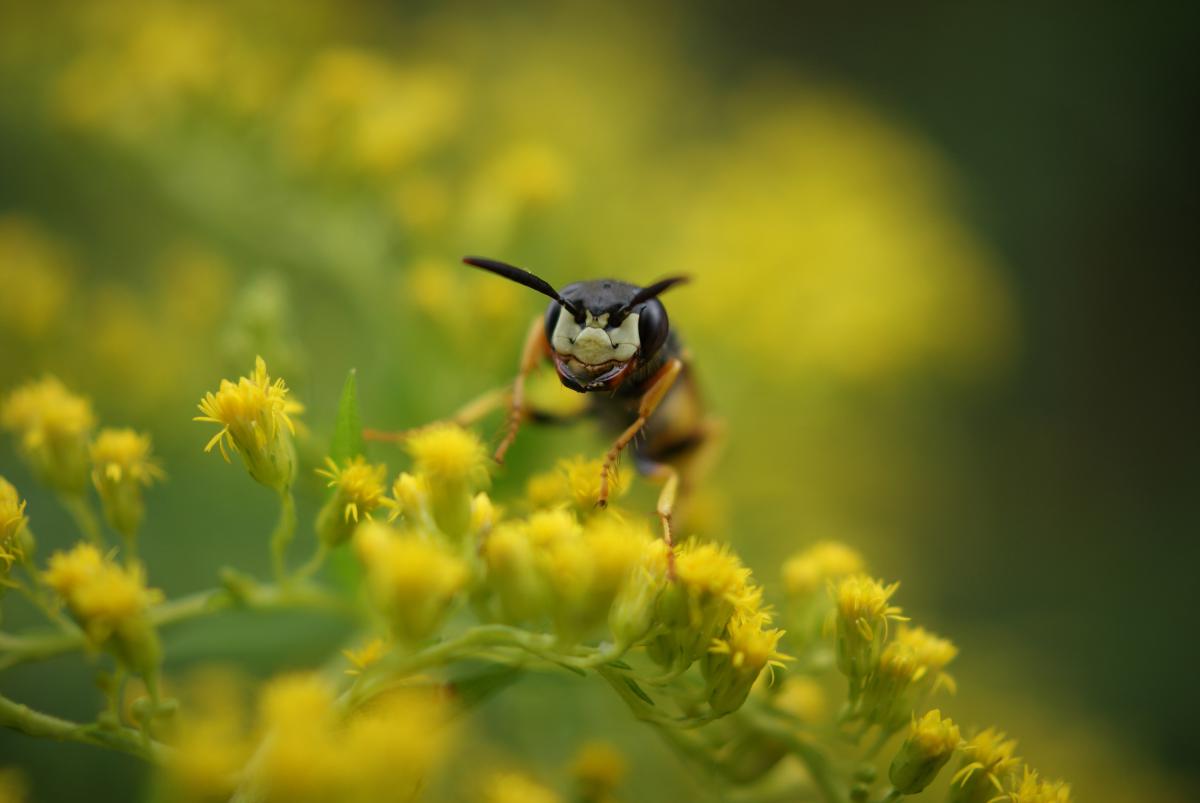 Laczkó-Magyar György