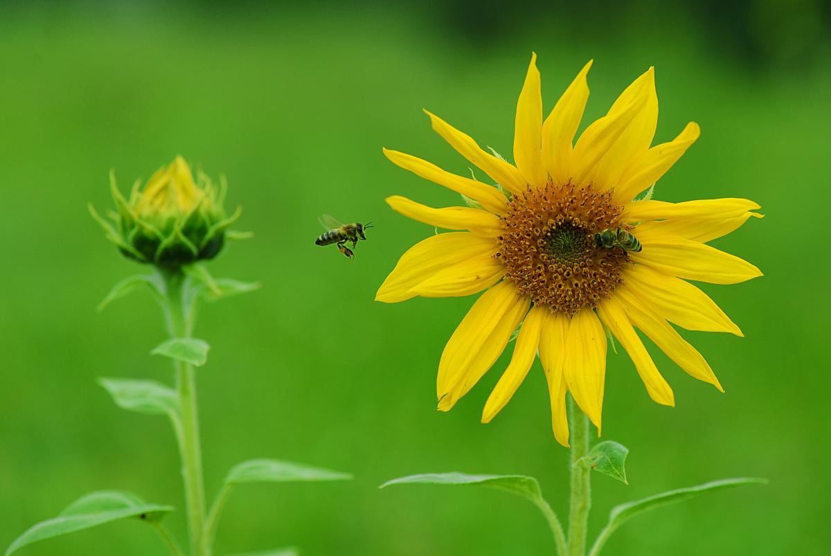 Gaál Zoltán Péter