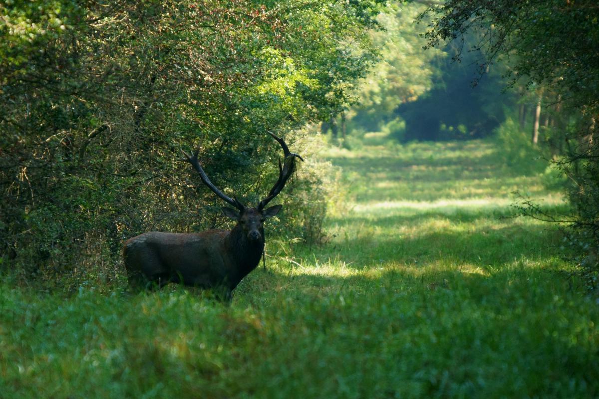 Kalmár Lajos Gábor