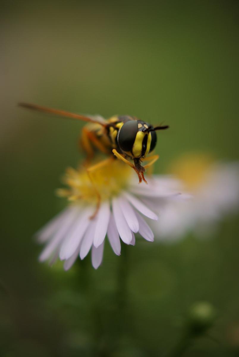 Laczkó-Magyar György