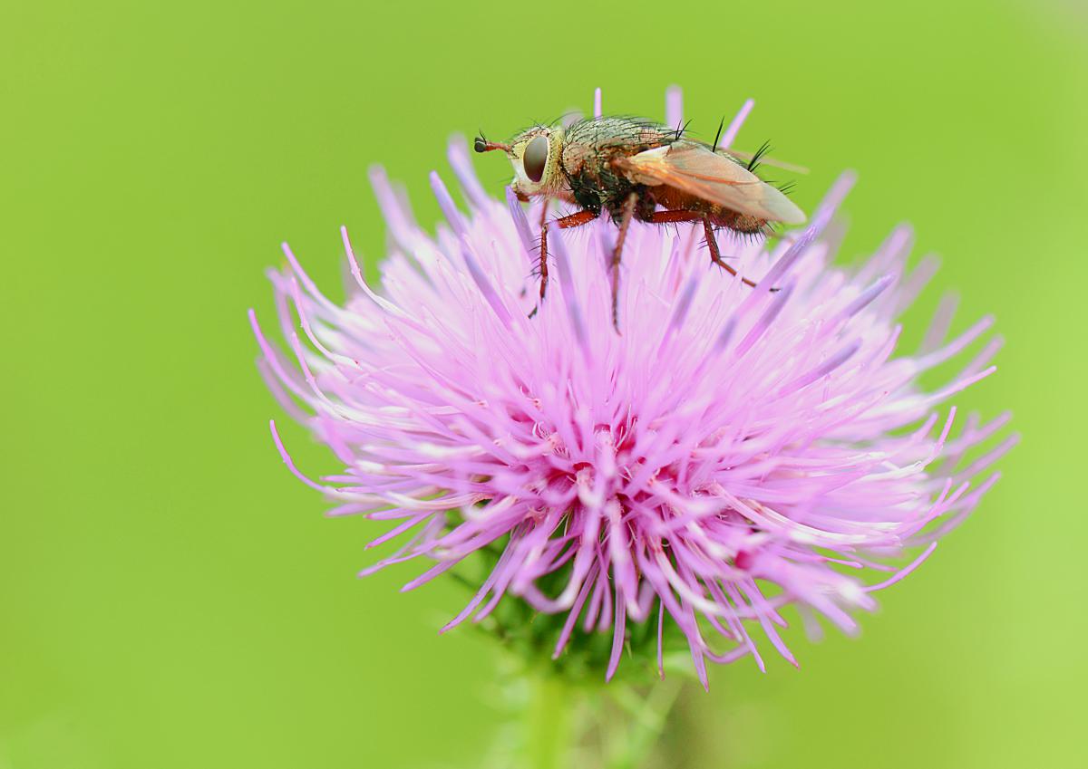 Gaál Zoltán Péter