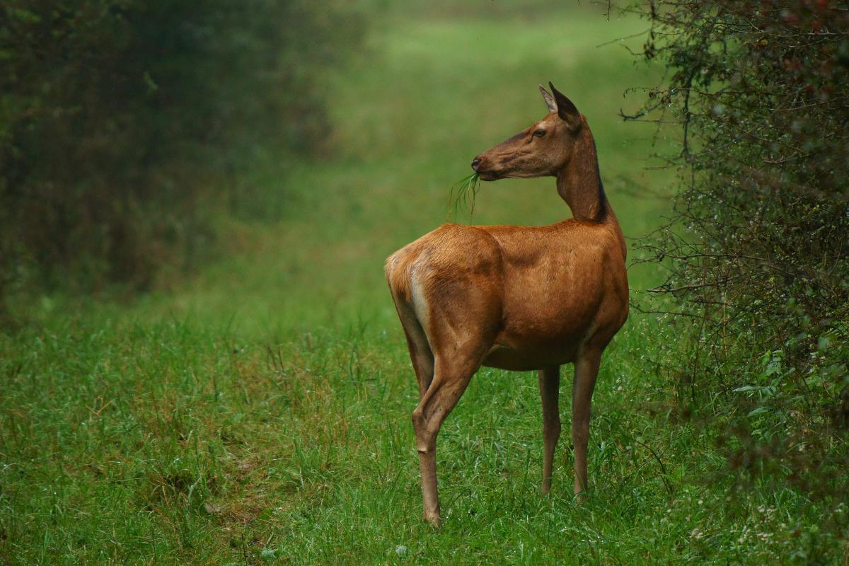 Kalmár Lajos Gábor