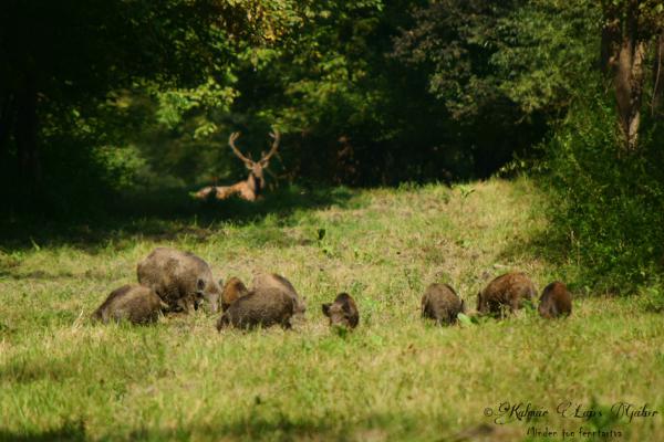 Valaki mindig figyel...
